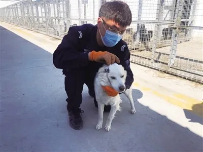 智慧养犬